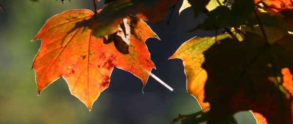 herbstfarben 2 - (c) a boecking.jpg